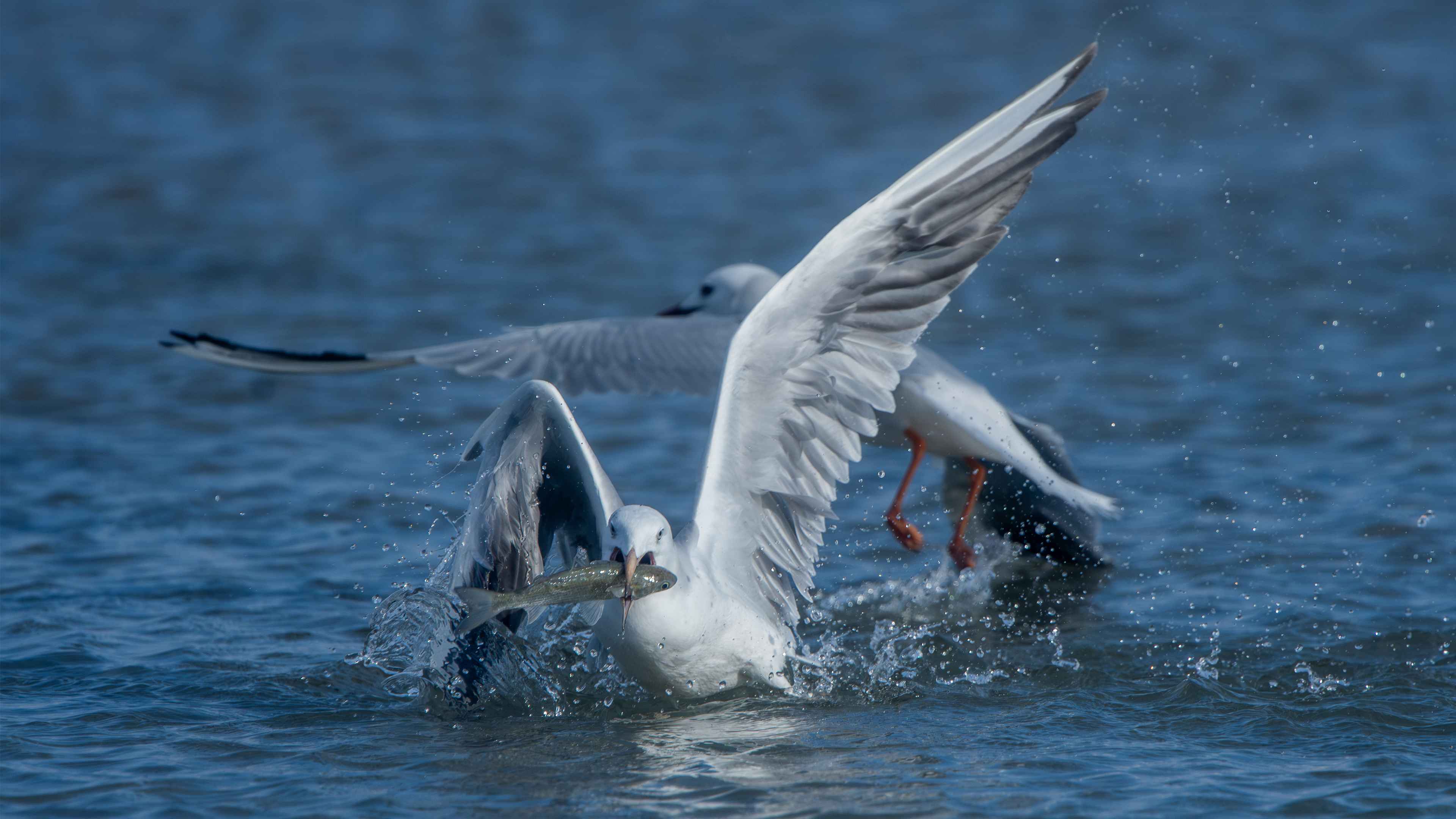 Slender-billed Gull